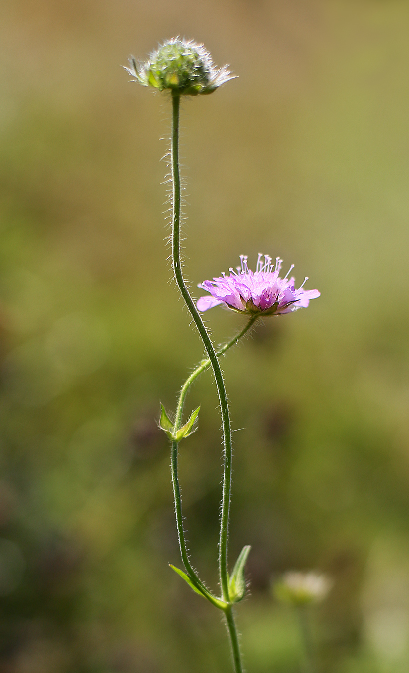 Image of Knautia arvensis specimen.