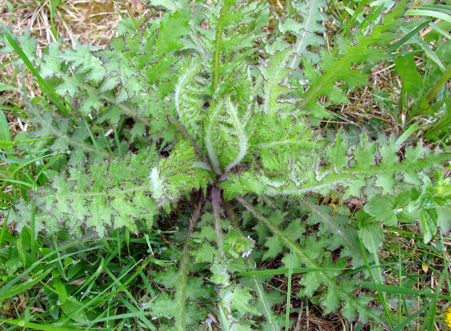 Изображение особи Cirsium palustre.