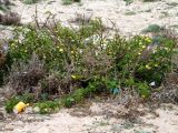 Solanum linnaeanum. Цветущее и плодоносящее растение. Тунис, Хергла, побережье Средиземного моря. 13.03.2016.
