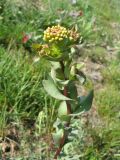 Lepidium perfoliatum