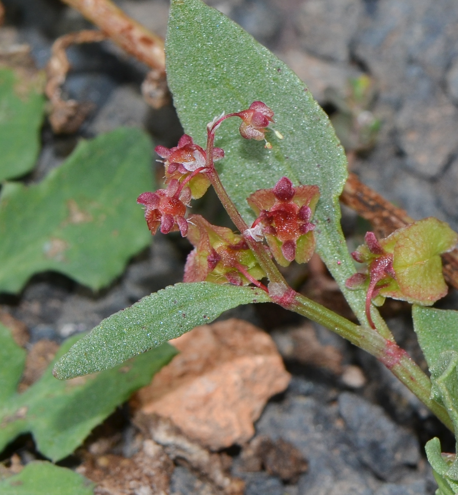 Изображение особи Rumex vesicarius.