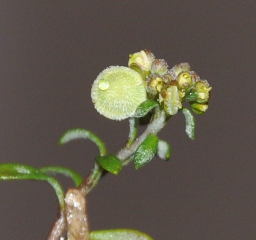 Image of Clypeola jonthlaspi specimen.