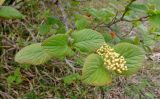 Viburnum lantana. Ветвь с соцветиями в бутонах. Краснодарский край, г. Геленджик, южные отроги хребта Коцехур. 04.04.2016.