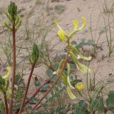 Astragalus flexus