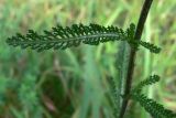 Achillea millefolium. Часть побега. Свердловская обл., г. Екатеринбург, окр. пос. Шабровский, берёзовый лес. 15.08.2015.