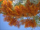 Grevillea robusta