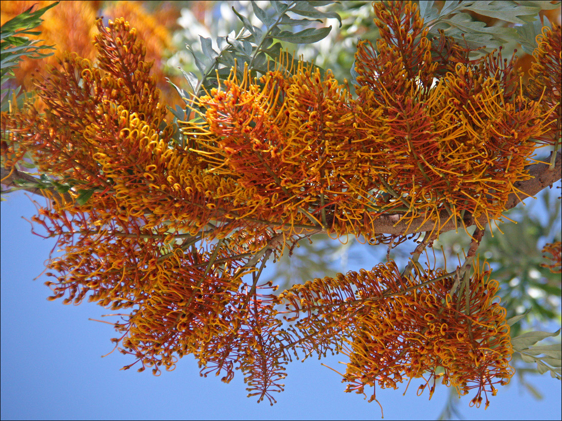 Изображение особи Grevillea robusta.