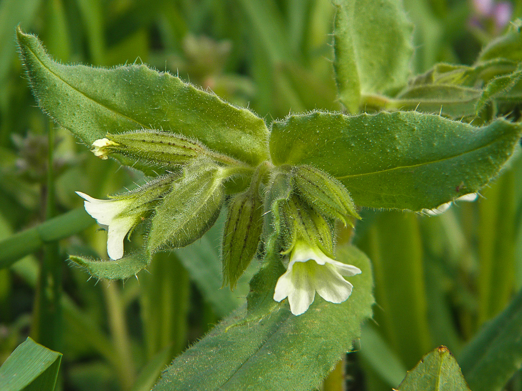 Изображение особи Nonea lutea.