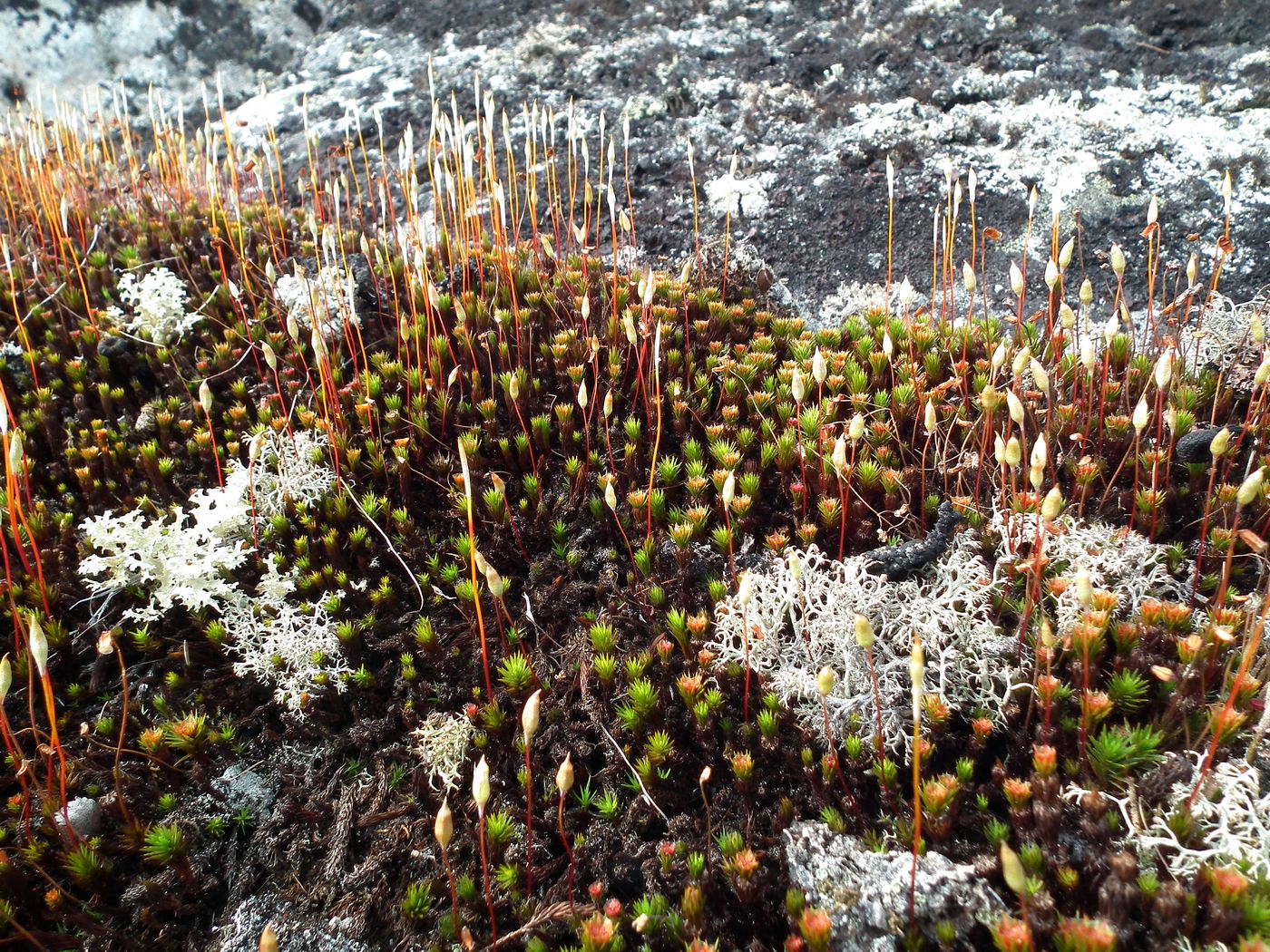 Изображение особи род Polytrichum.