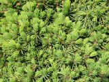 Picea glauca