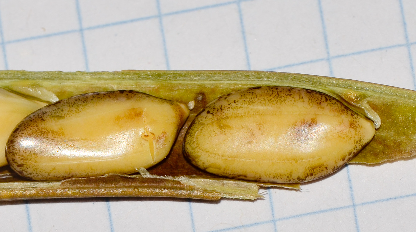 Image of Calliandra tergemina var. emarginata specimen.