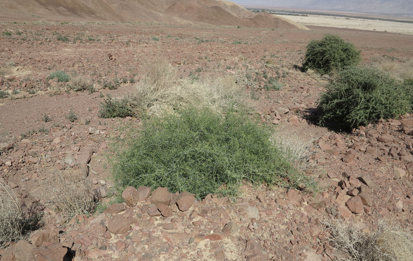 Изображение особи Ephedra foliata.