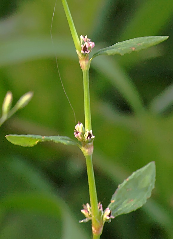 Image of Polygonum aviculare specimen.