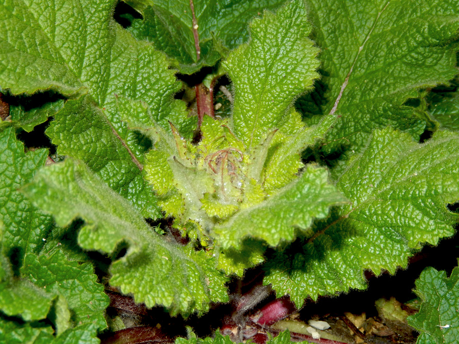 Изображение особи Verbascum spectabile.