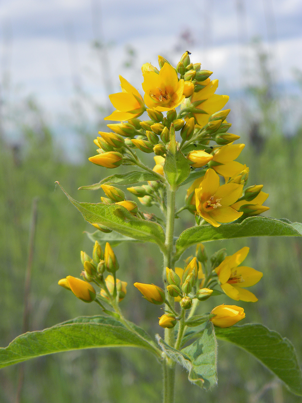 Изображение особи Lysimachia vulgaris.