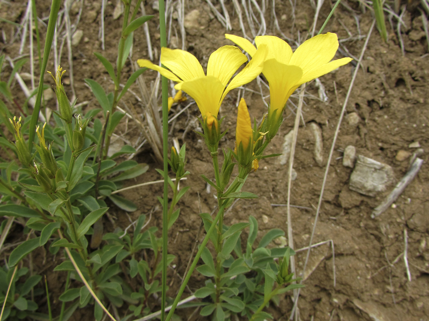 Image of Linum campanulatum specimen.