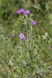 Galactites tomentosus