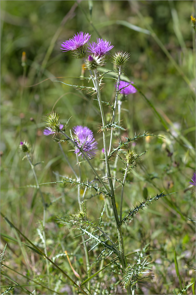 Изображение особи Galactites tomentosus.