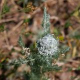 Artemisia austriaca