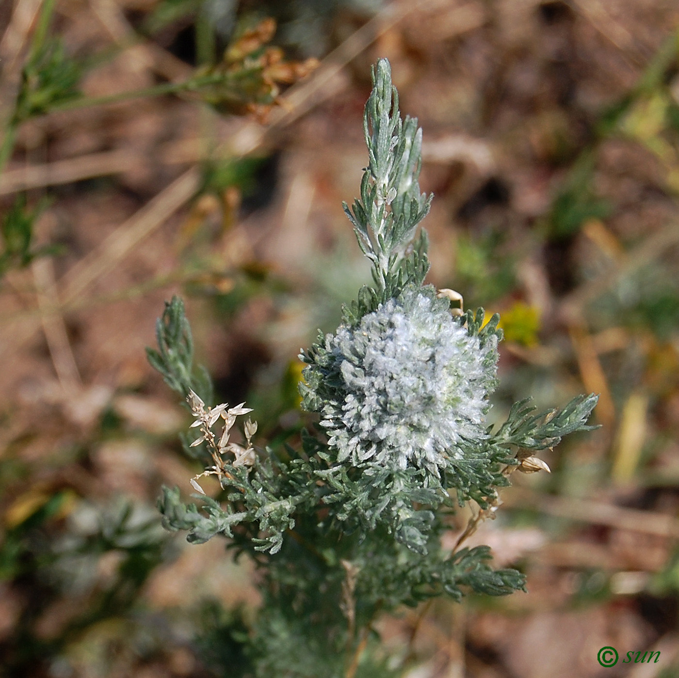 Image of Artemisia austriaca specimen.