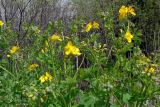 Chelidonium majus