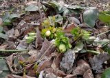 Helleborus orientalis