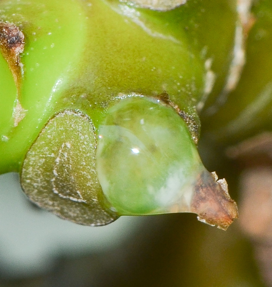 Изображение особи Pachypodium lamerei.