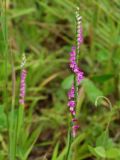 Spiranthes australis. Соцветие. Приморье, окр. г. Находка, на лесной поляне. 06.08.2016.