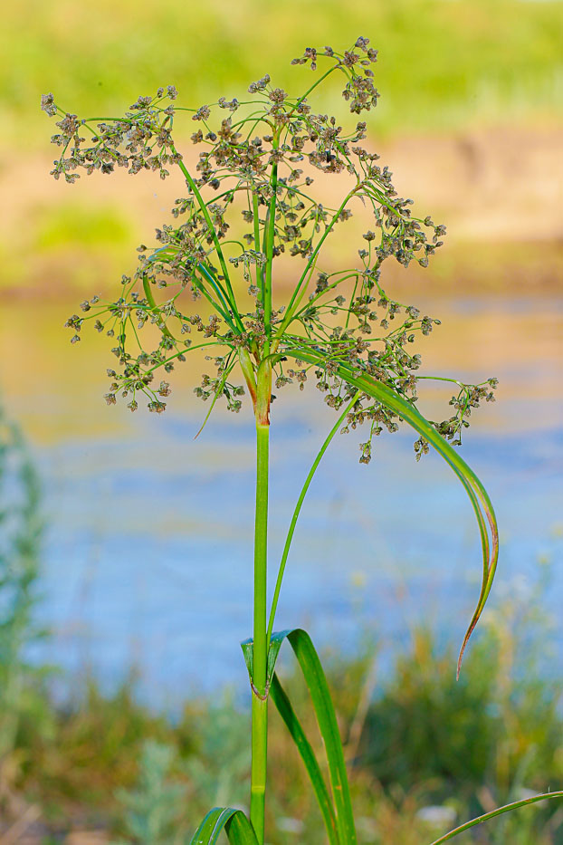 Image of Scirpus sylvaticus specimen.