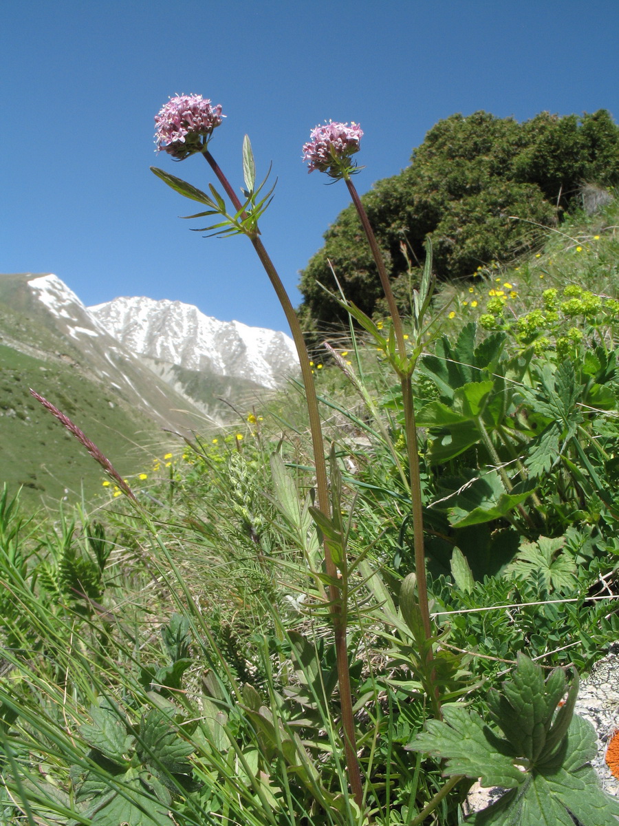 Изображение особи Valeriana dubia.