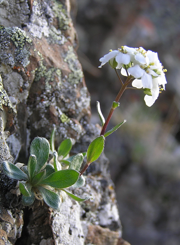 Image of Pachyneurum grandiflorum specimen.