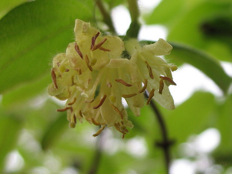 Image of Lonicera edulis specimen.