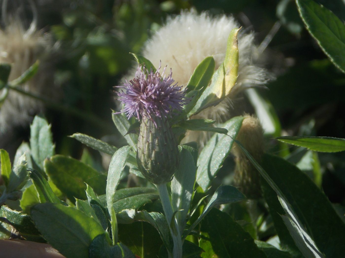 Image of Cirsium setosum specimen.