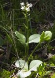 Menyanthes trifoliata. Отцветающее растение. Тверская обл., Кимрский р-н, кустарничково-сфагновый сосняк возле оз. Тпруно. 01.06.2015.