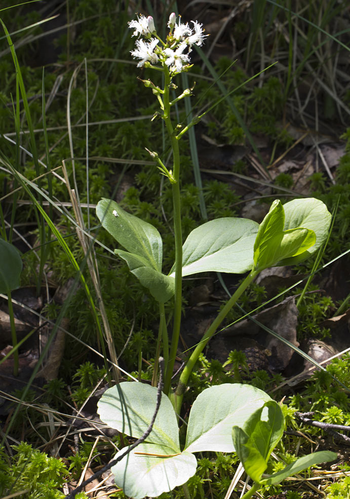 Image of Menyanthes trifoliata specimen.