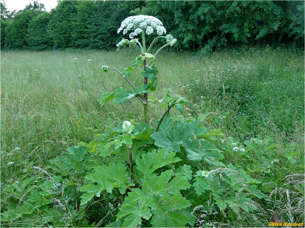 Image of Heracleum sosnowskyi specimen.