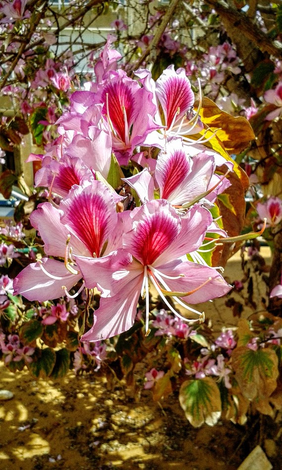 Image of Bauhinia variegata specimen.