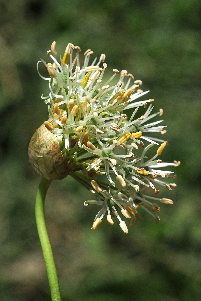 Image of Allium alaicum specimen.