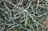 Cissus hamaderohensis. Побеги. Сокотра, плато Хомхи, каменистый склон. 29.12.2013.