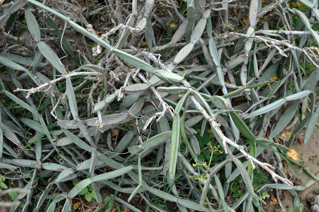 Изображение особи Cissus hamaderohensis.