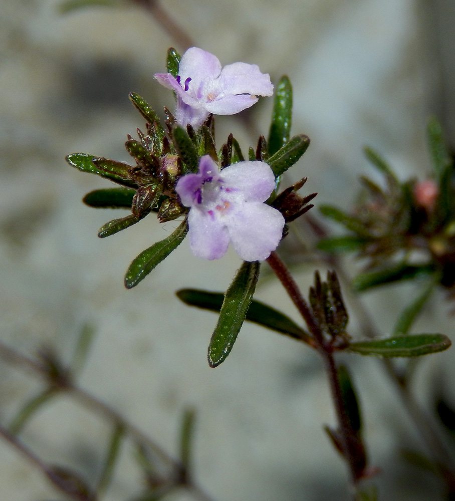 Image of Satureja hortensis specimen.