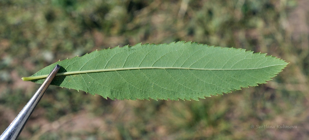 Изображение особи Spiraea alba.