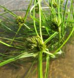 Carex bohemica