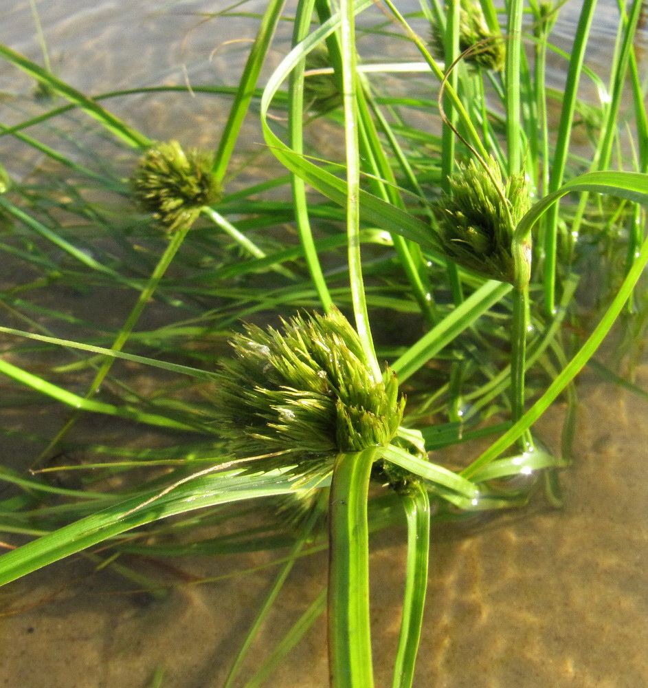 Изображение особи Carex bohemica.