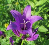 Campanula latifolia. Аномальный цветок с 4-мерным рыльцем пестика и отдыхающей мухой. Краснодарский край, хр. Ачишхо, ок. 1800 м н.у.м., субальпийский луг. 01.08.2016.
