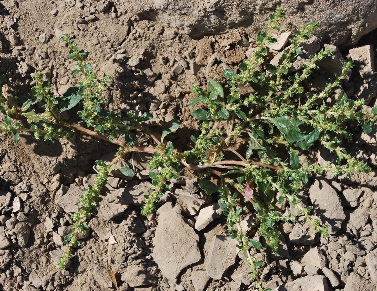 Image of Amaranthus blitoides specimen.