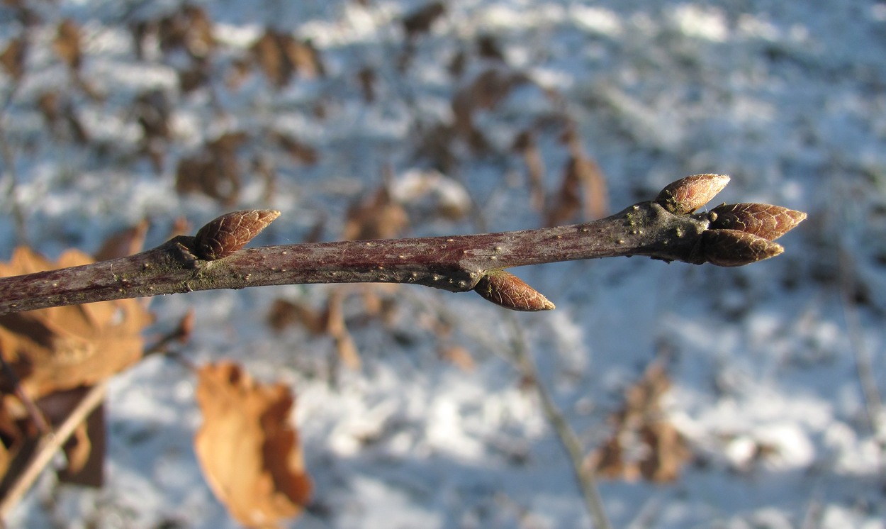 Image of Quercus petraea specimen.