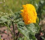 Helianthus annuus. Верхушка цветущего растения. Коми, г. Сыктывкар, газон, в культуре. 28.07.2015.