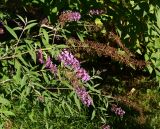 Buddleja davidii