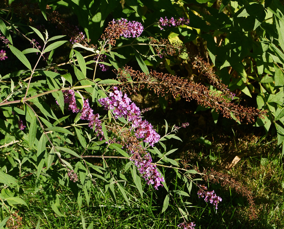 Image of Buddleja davidii specimen.